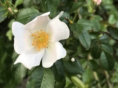 Rosa pouzinii