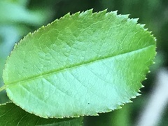 Rosa pouzinii