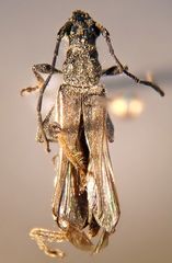 Callimoxys fuscipennis