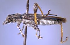 Callimoxys fuscipennis