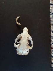 Otospermophilus variegatus