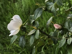 Rosa pouzinii