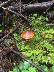Cystoderma carcharias fallax