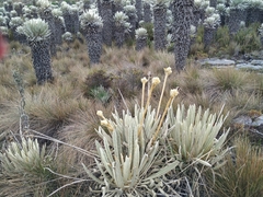 Espeletia congestiflora