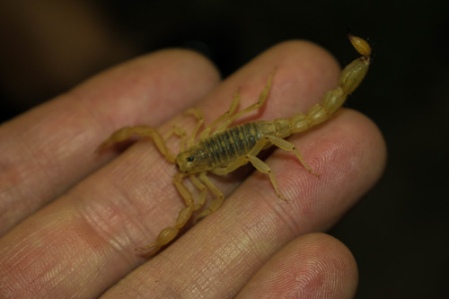 Stripe-tailed Scorpion
