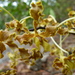 Golden Orchid - Photo (c) botanygirl, some rights reserved (CC BY)