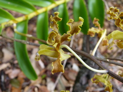 Dendrobium discolor