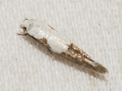 Mompha circumscriptella
