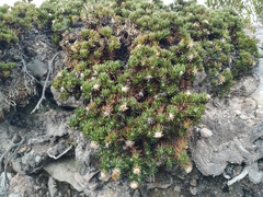 Linochilus colombianus