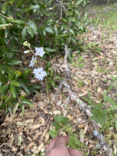 iNaturalist observation photo of hillside woodland star