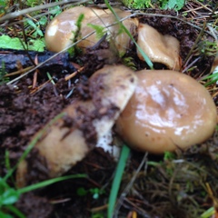Russula sororia