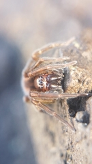 Callobius bennetti