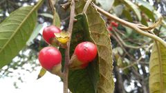 Citharexylum subflavescens