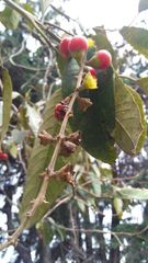 Citharexylum subflavescens