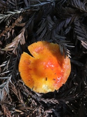 Hygrocybe marchii