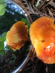 Hygrocybe marchii