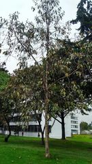 Citharexylum subflavescens