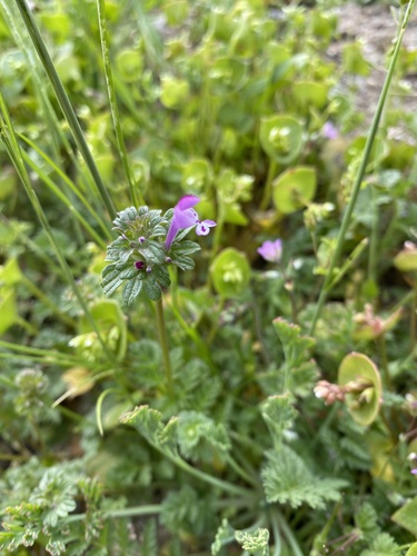iNaturalist observation photo of henbit deadnettle