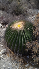 Echinocactus platyacanthus