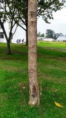 Citharexylum subflavescens