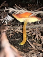 Hygrocybe marchii