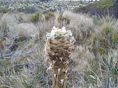 Puya boyacana