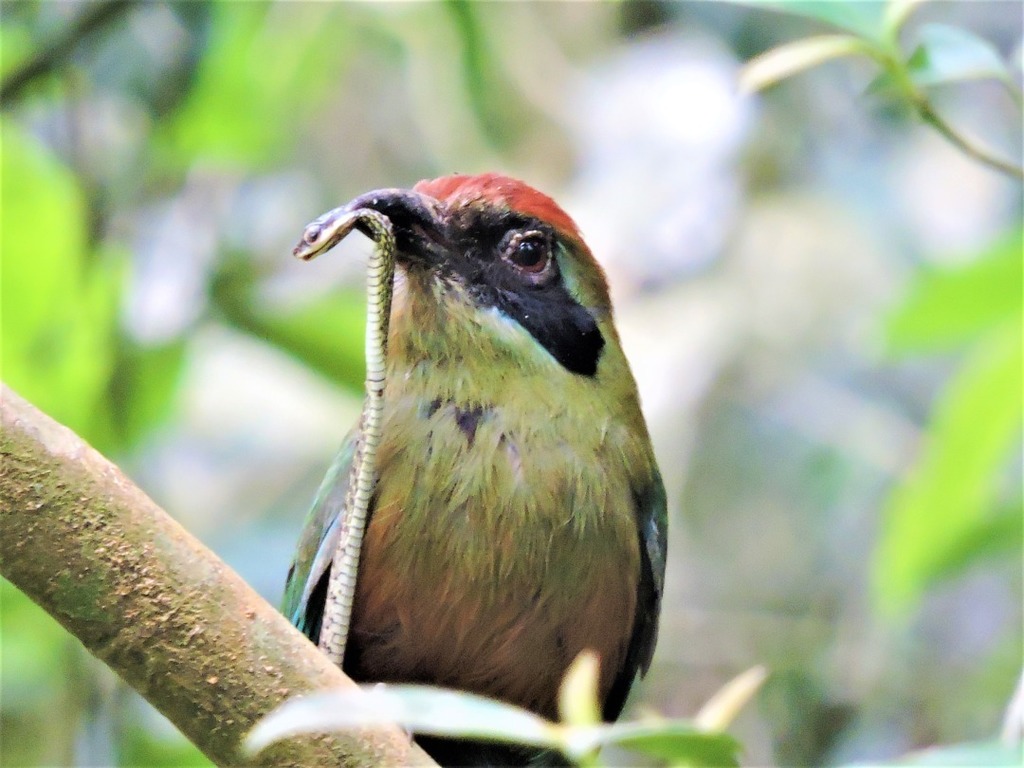 Large Motmots