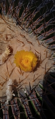 Echinocactus platyacanthus