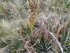Puya boyacana