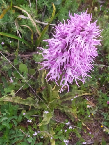 Naked-man Orchid