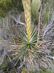 Puya boyacana