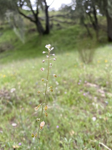 iNaturalist observation photo of Fringepods