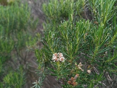 Linochilus revolutus