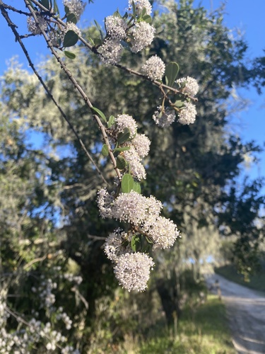 iNaturalist observation photo of Buckbrush