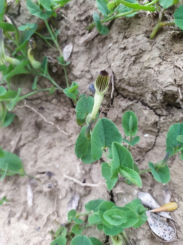 Image of Green-Flowered Birthwort (Aristolochia clusii) by (c) Ruben Ciantia, some rights reserved (CC BY)