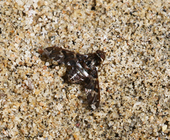 Exoprosopa caliptera