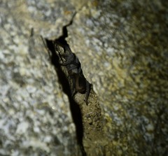 Aphonopelma xwalxwal