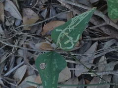 Marmara smilacisella