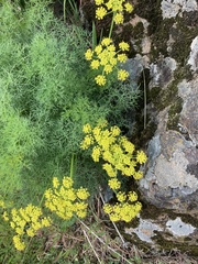 Lomatium klickitatense