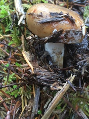 Russula sororia