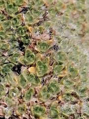 Veronica pulvinaris