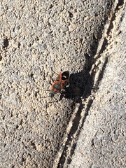 Lygaeus kalmii kalmii