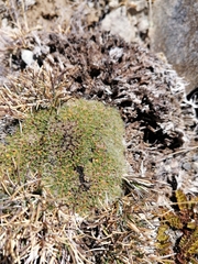 Veronica pulvinaris