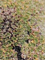 Veronica pulvinaris