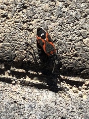 Lygaeus kalmii kalmii