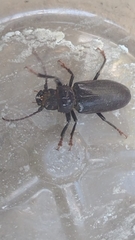 Aplagiognathus spinosus