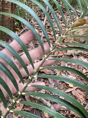 Macrozamia