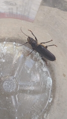 Aplagiognathus spinosus