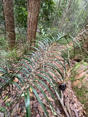 Macrozamia