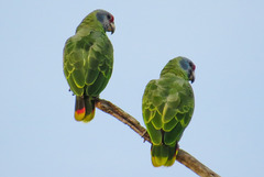 Amazona brasiliensis